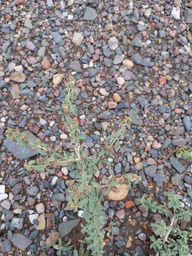 Lippia turbinata, photograph 4