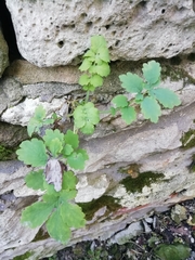 Chelidonium majus