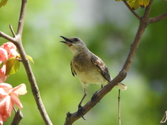 Mimus gilvus antillarum