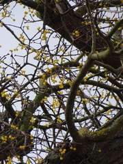 Loranthus europaeus