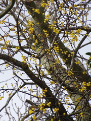 Loranthus europaeus