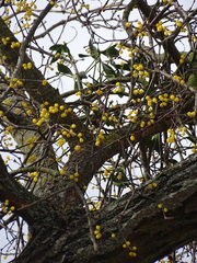 Loranthus europaeus