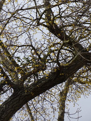 Loranthus europaeus