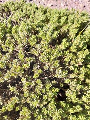 Baccharis tola, photograph (c) Bruno Alzugaray, some rights reserved (CC BY-SA)