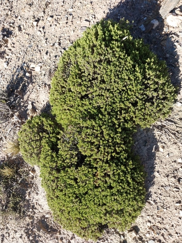 Baccharis tola, photograph 3