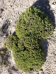 Baccharis tola, photograph (c) Bruno Alzugaray, some rights reserved (CC BY-SA)