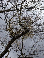 Loranthus europaeus