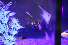 Pterophyllum scalare