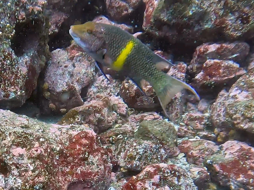 Bodianus diplotaenia