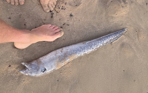 Argus moray (Muraena argus) — Muraenidae — 3