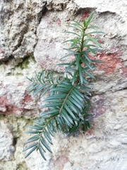 Taxus baccata