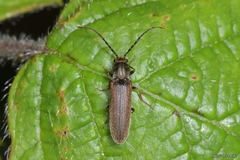 Campylomorphus homalisinus