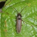 Campylomorphus homalisinus - Photo (c) Suso Tizón, algunos derechos reservados (CC BY-NC-SA), subido por Suso Tizón