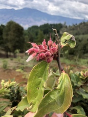 Cavendishia pubescens