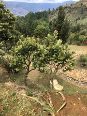 Cavendishia pubescens