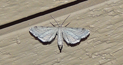 Euacidalia quakerata