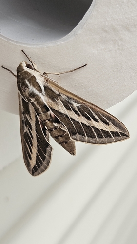 Australian Striped Hawk Moth