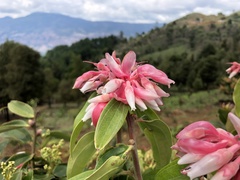 Cavendishia pubescens