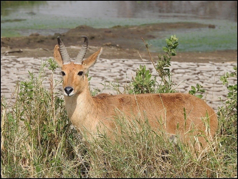 Redunca redunca, Tanzania, by glosterbirder