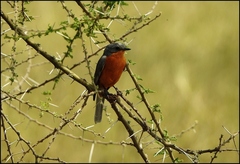 Melaenornis semipartitus