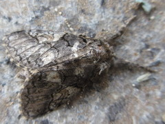 Calliteara conjuncta