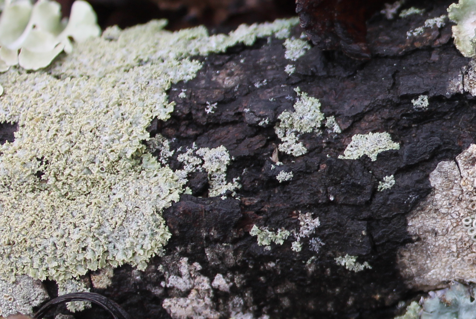 Physciaceae image