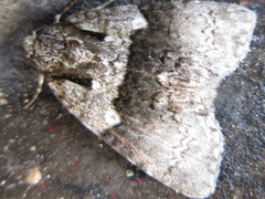 Cranionycta jankowskii