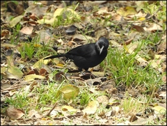 Laniarius funebris