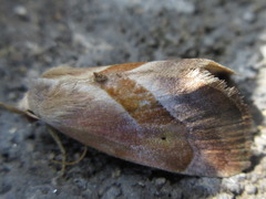 Lophomilia polybapta