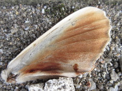 Marumba