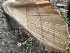 Marumba