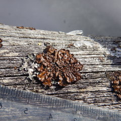 Hypogymnia austerodes