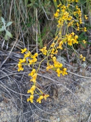 Cyrtochilum densiflorum
