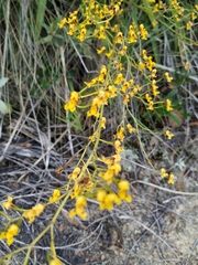 Cyrtochilum densiflorum
