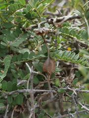 Sophora molloyi