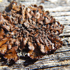 Hypogymnia austerodes