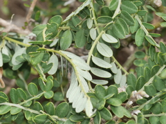 Sophora molloyi
