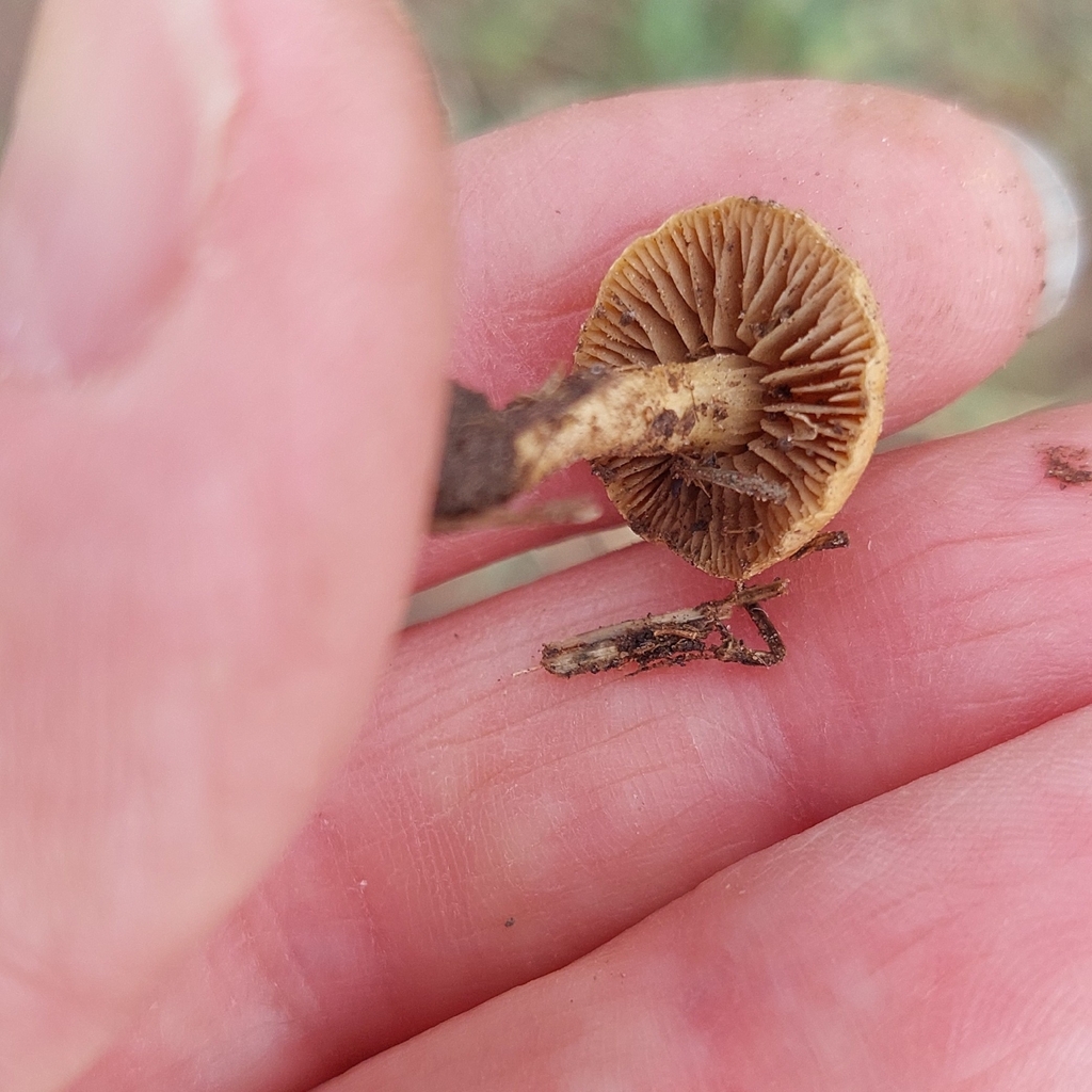 Agrocybe pediades · March 2026 · photo: © laurabm2020 (iNaturalist, cc-by)
