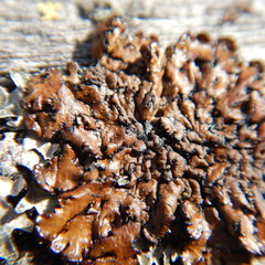 Hypogymnia austerodes