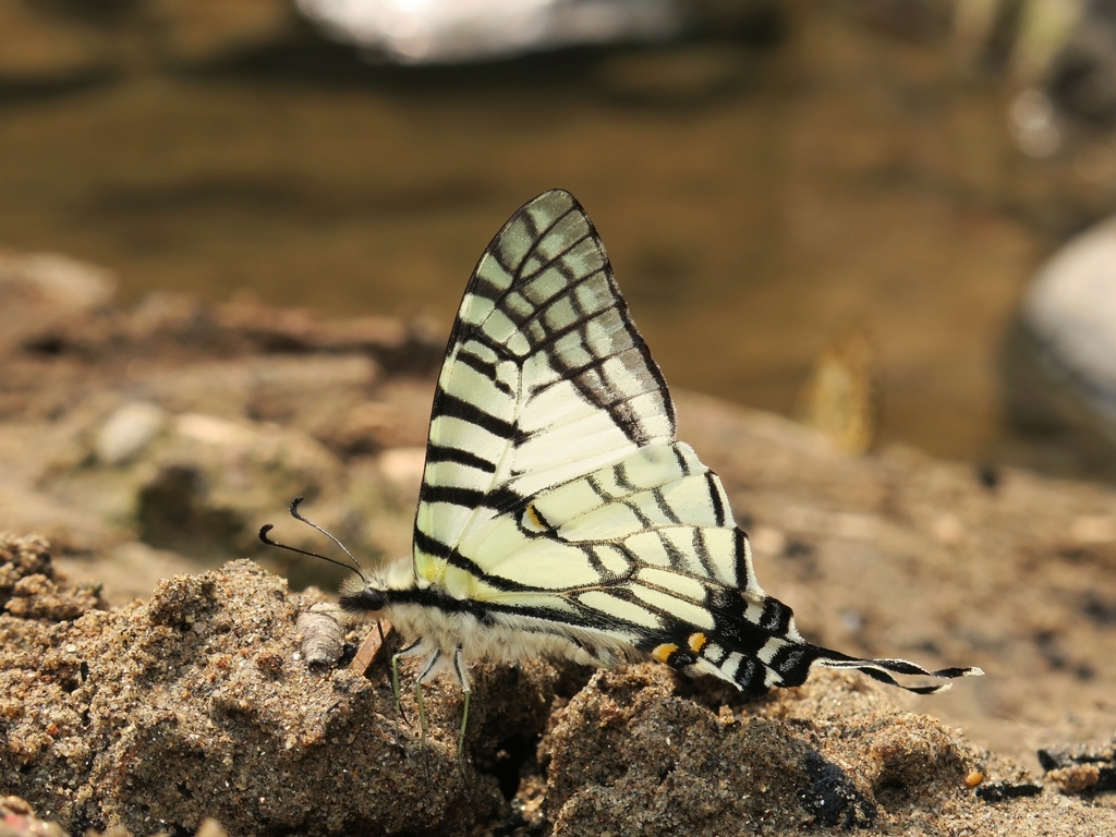 Graphium daiyuanae