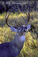 Odocoileus virginianus texanus