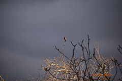 Haemorhous mexicanus