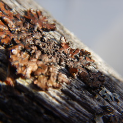 Hypogymnia austerodes