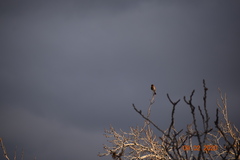 Haemorhous mexicanus