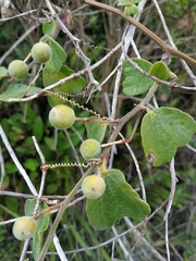 Passiflora bogotensis