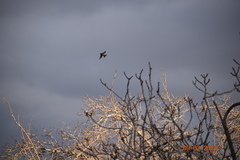 Haemorhous mexicanus