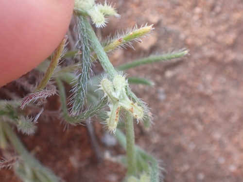 sagebrush combseed (Pectocarya linearis)