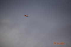 Haemorhous mexicanus