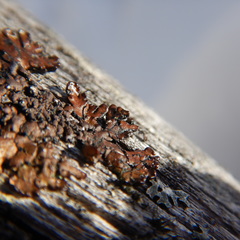 Hypogymnia austerodes