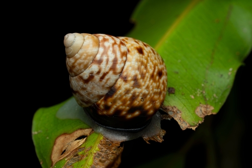Papuexul bidwilli observed 2026-03-19